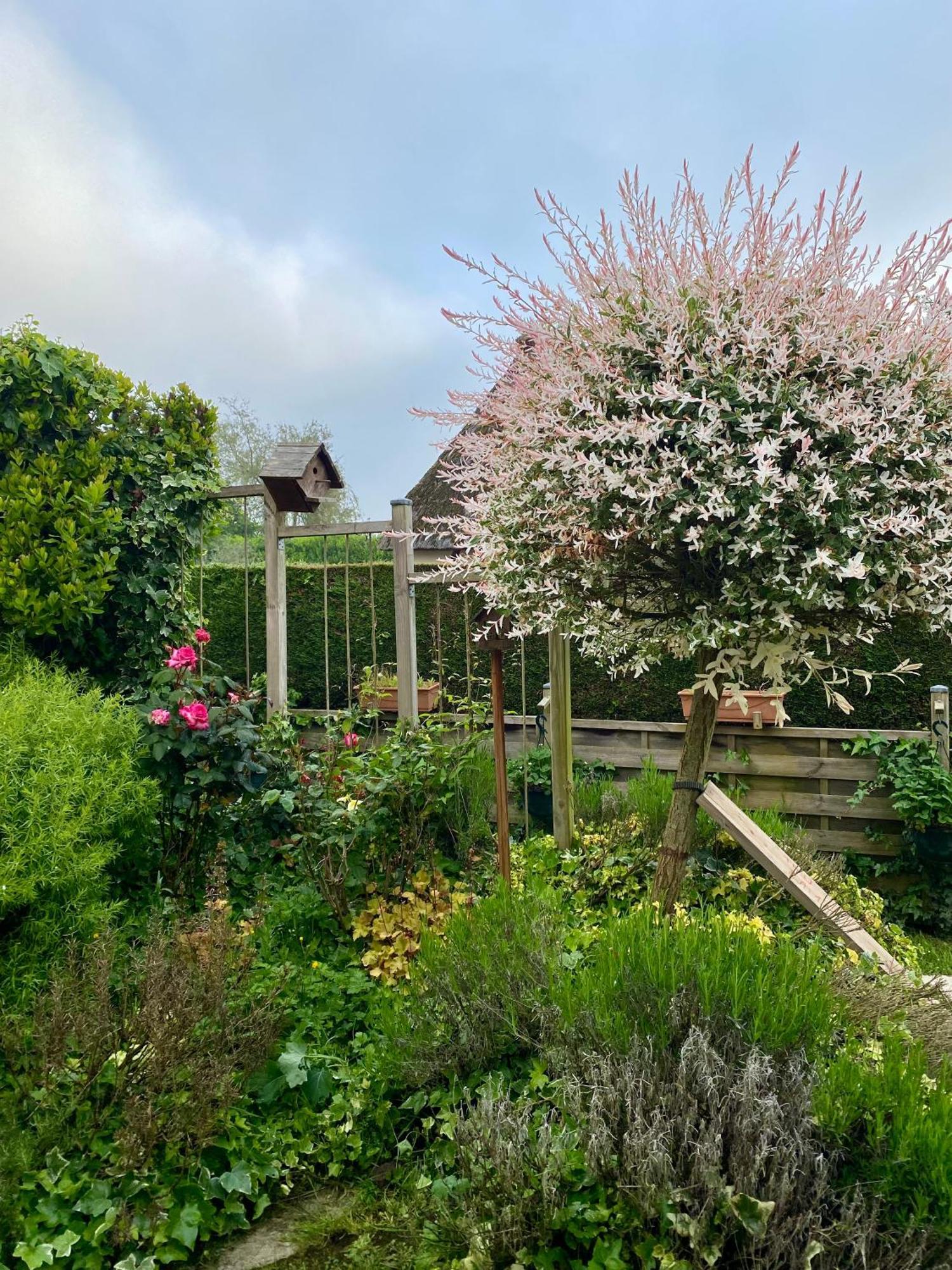 Chambres Tout Confort Du Tilleul Bosc-Benard-Commin エクステリア 写真